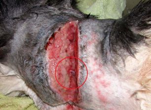 Νέα Λιόσια: Έκοψε το λαρύγγι του σκύλου με επαγγελματικό μαχαίρι αλλά του ξέφυγε